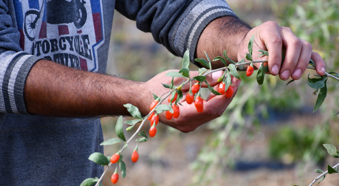 Ata ocağı köyde goji berry yetiştiren profesör çiftçilere örnek oluyor