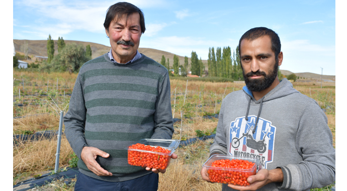 Ata ocağı köyde goji berry yetiştiren profesör çiftçilere örnek oluyor