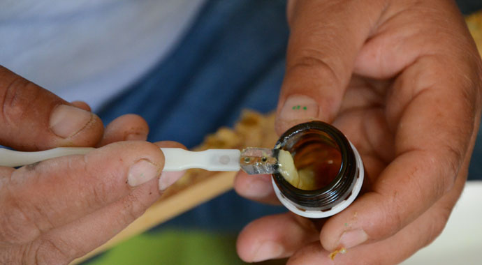 Gramla sağılıyor, üreticilerin yüzünü güldürüyor