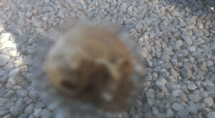 Kafatası cinayeti şüphelileri adliyeye sevk edildi Kafatası cinayeti şüphelileri adliyeye sevk edildi