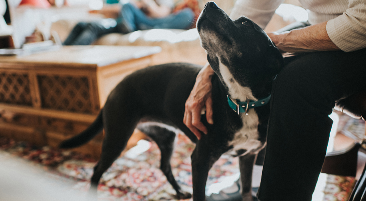 Avrupa'da tehlikeli köpeğe sahip olmak özel izne tabi Avrupa'da tehlikeli köpeğe sahip olmak özel izne tabi