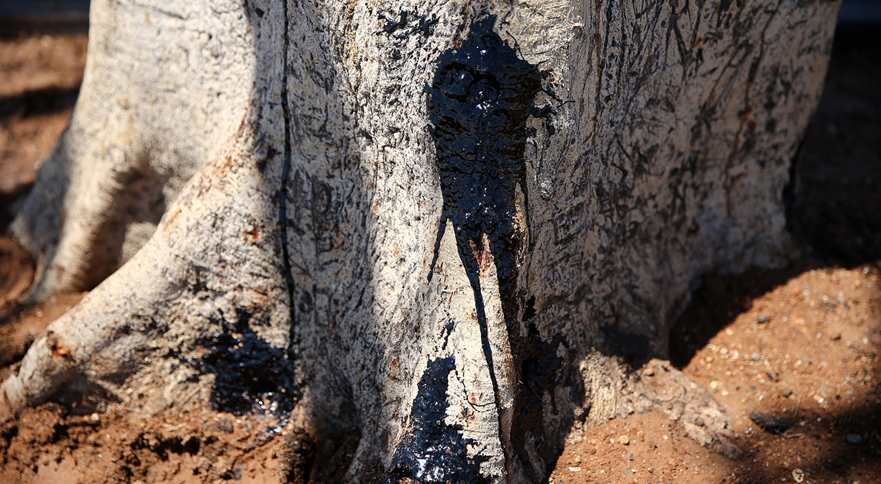 Akıllara durgunluk veren olay: Yarım asırlık ağacı matkapla delip içine asit enjekte ettiler