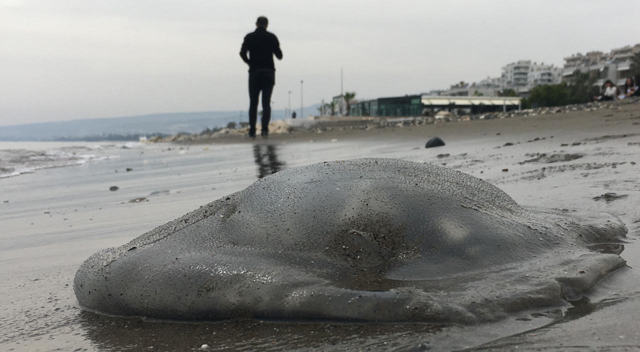 Kıyıya vuran zehirli denizanaları temizleniyor