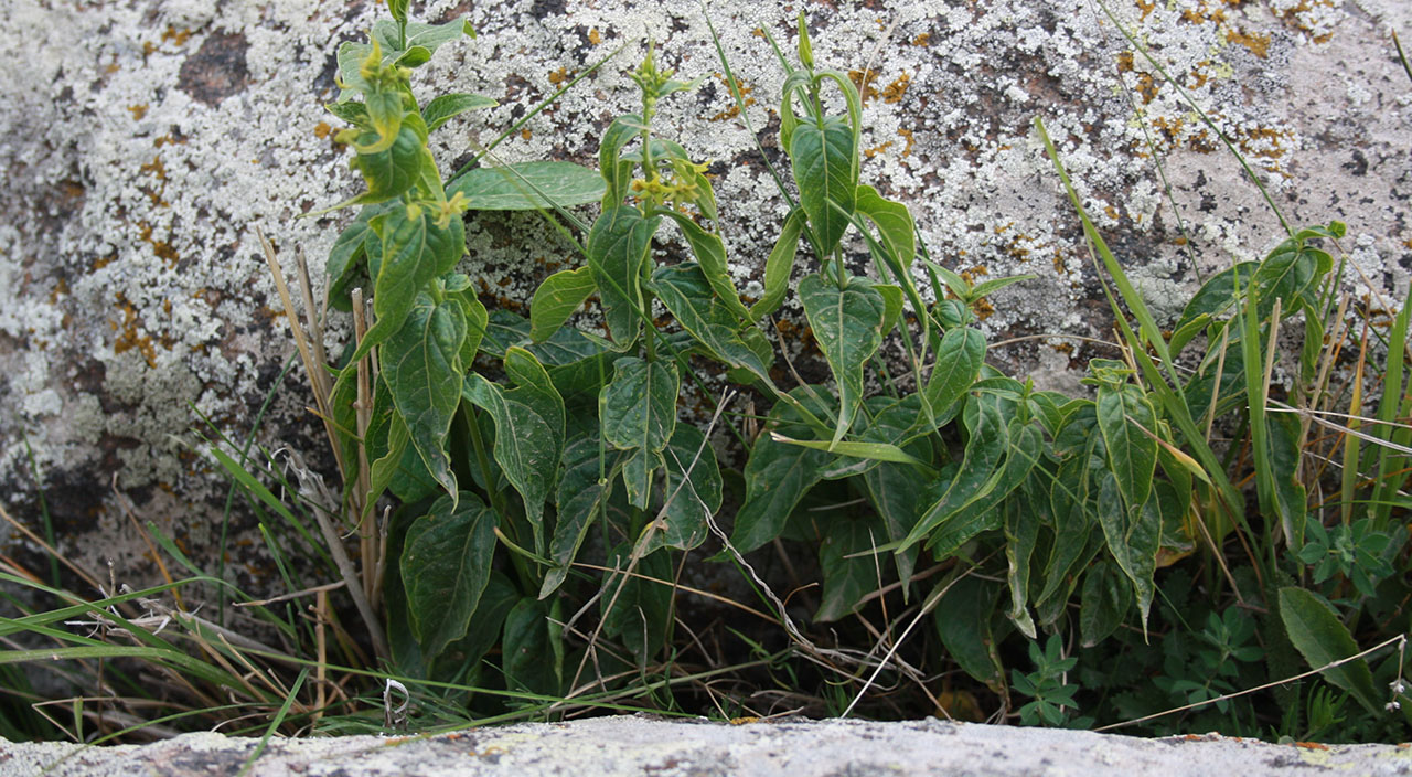 Türkiye'de keşfedilen yeni bitki türü bilim dünyasını heyecanlandırdı