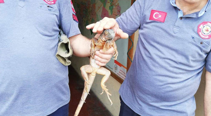 Caminin deposundan 82 santim uzunluğunda iguana çıktı