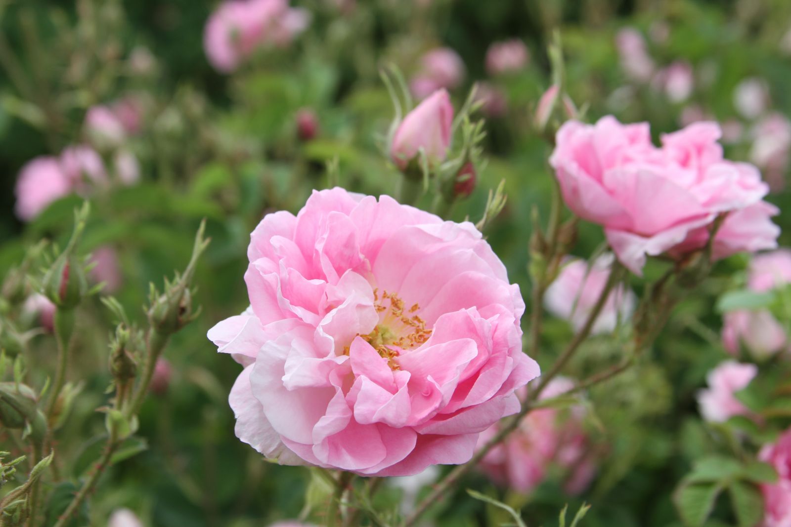 Gül kokulu köy, günde en az nüfusunun 2 katı ziyaretçi alıyor