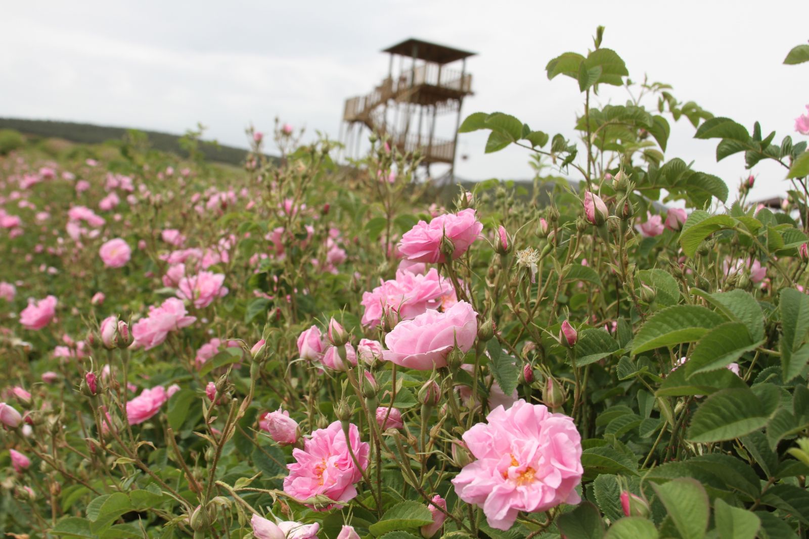 Gül kokulu köy, günde en az nüfusunun 2 katı ziyaretçi alıyor