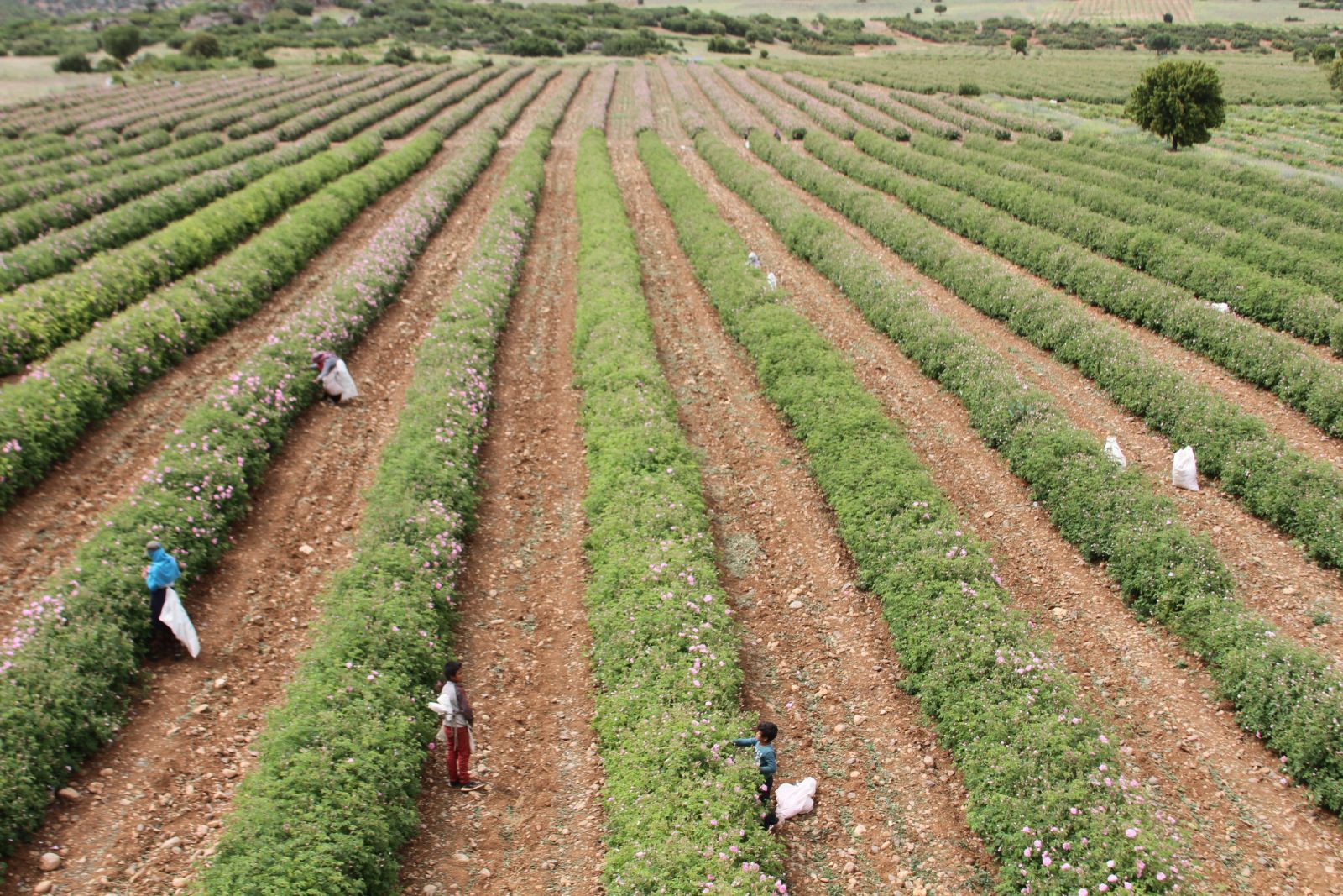 Gül kokulu köy, günde en az nüfusunun 2 katı ziyaretçi alıyor
