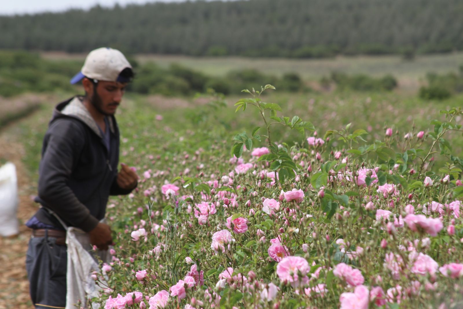Gül kokulu köy, günde en az nüfusunun 2 katı ziyaretçi alıyor