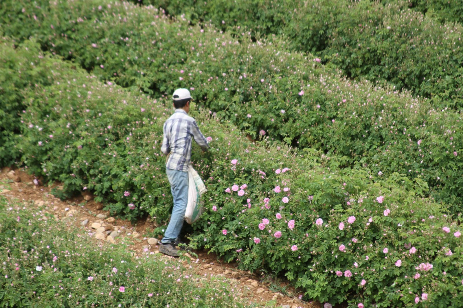 Gül kokulu köy, günde en az nüfusunun 2 katı ziyaretçi alıyor