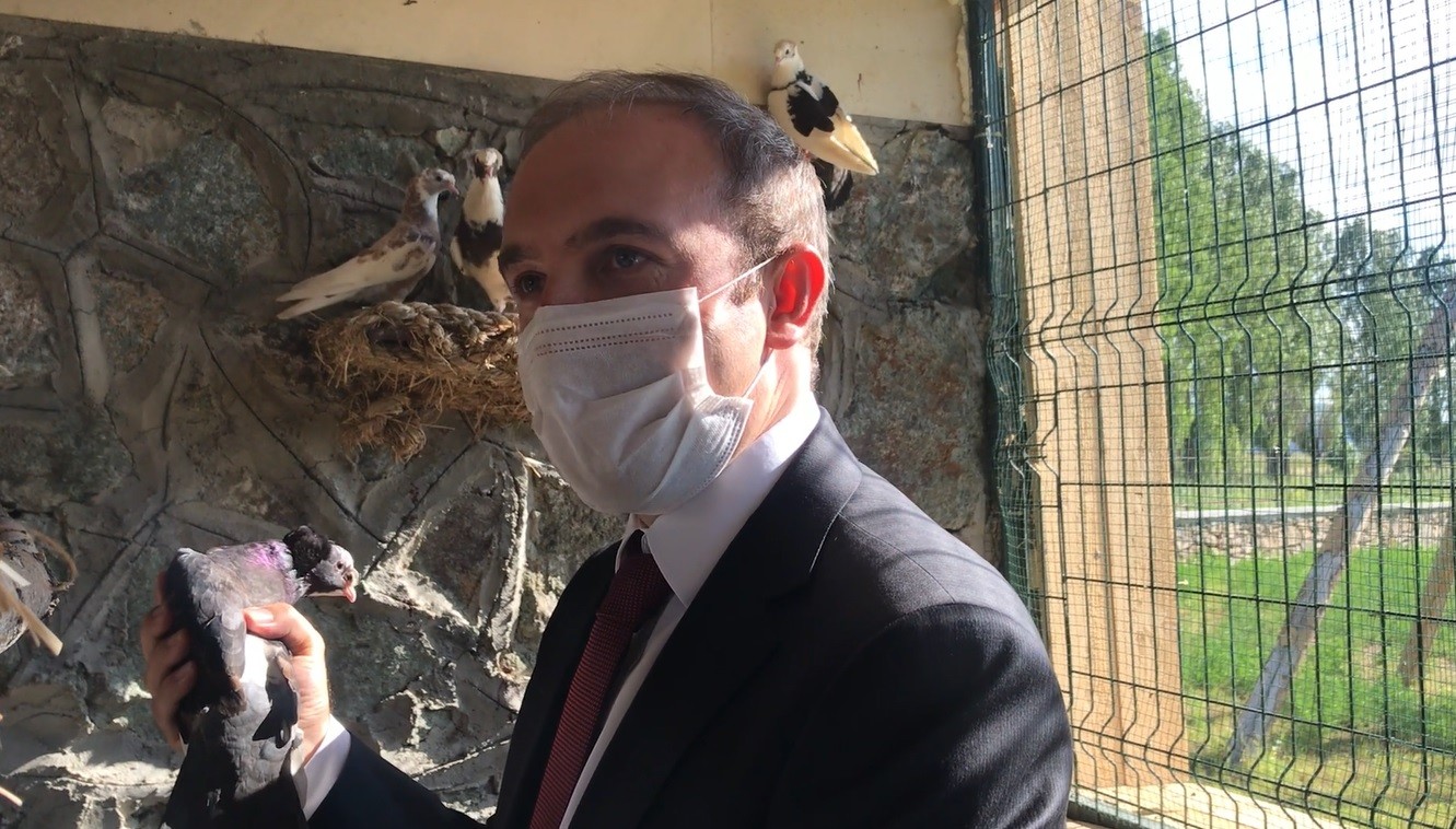Otomobil fiyatına alıcı bulan Bayburt güvercininin tanıtımı için belgesel çekilecek