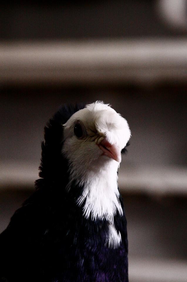 Otomobil fiyatına alıcı bulan Bayburt güvercininin tanıtımı için belgesel çekilecek