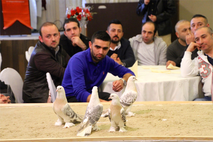 Otomobil fiyatına güvercin