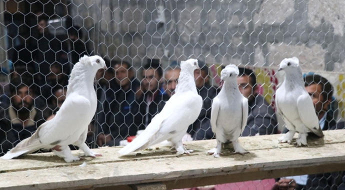 Araba fiyatına güvercin alıyorlar