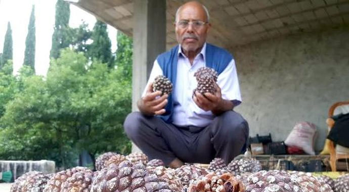 Gölgesi için diktiği ağaçtan para kazandı