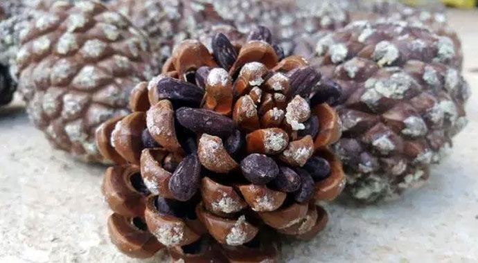 Gölgesi için diktiği ağaçtan para kazandı