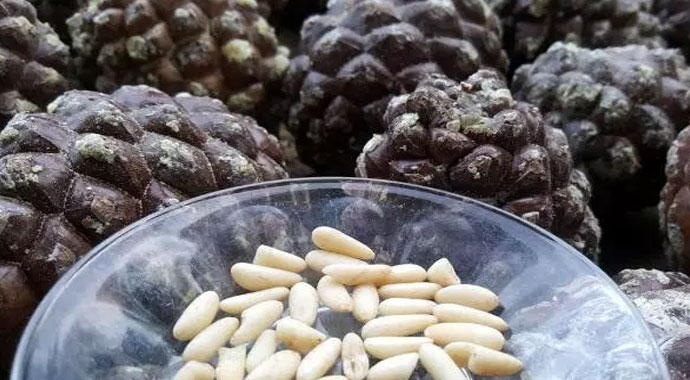 Gölgesi için diktiği ağaçtan para kazandı