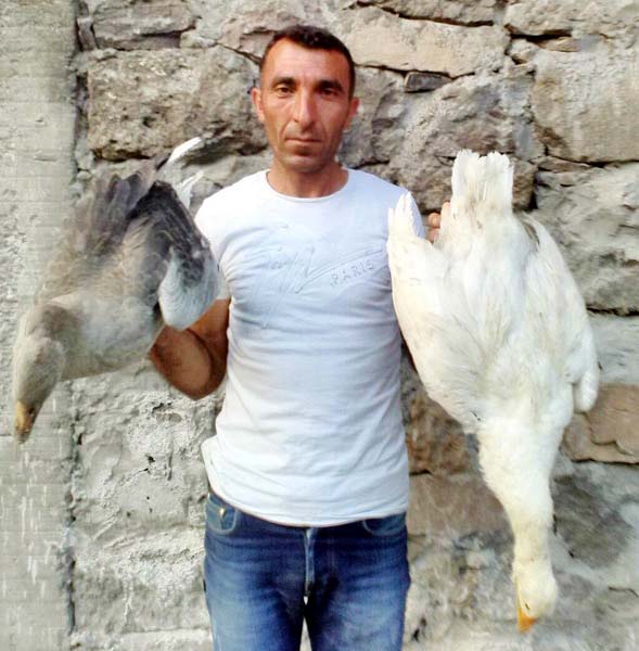 3 günde 150 kaz telef oldu