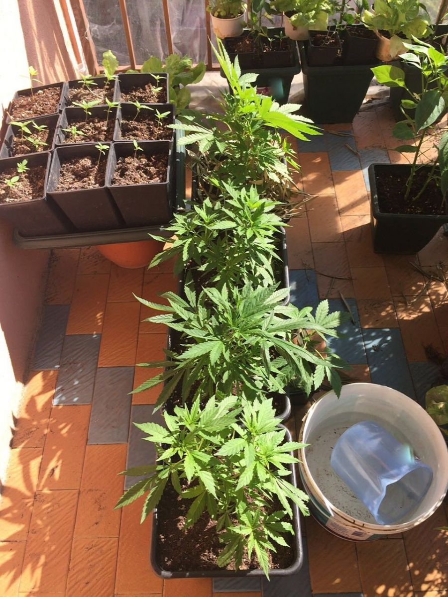 Sarıyer'deki lüks daireyi uyuşturucu serasına çevirmişler