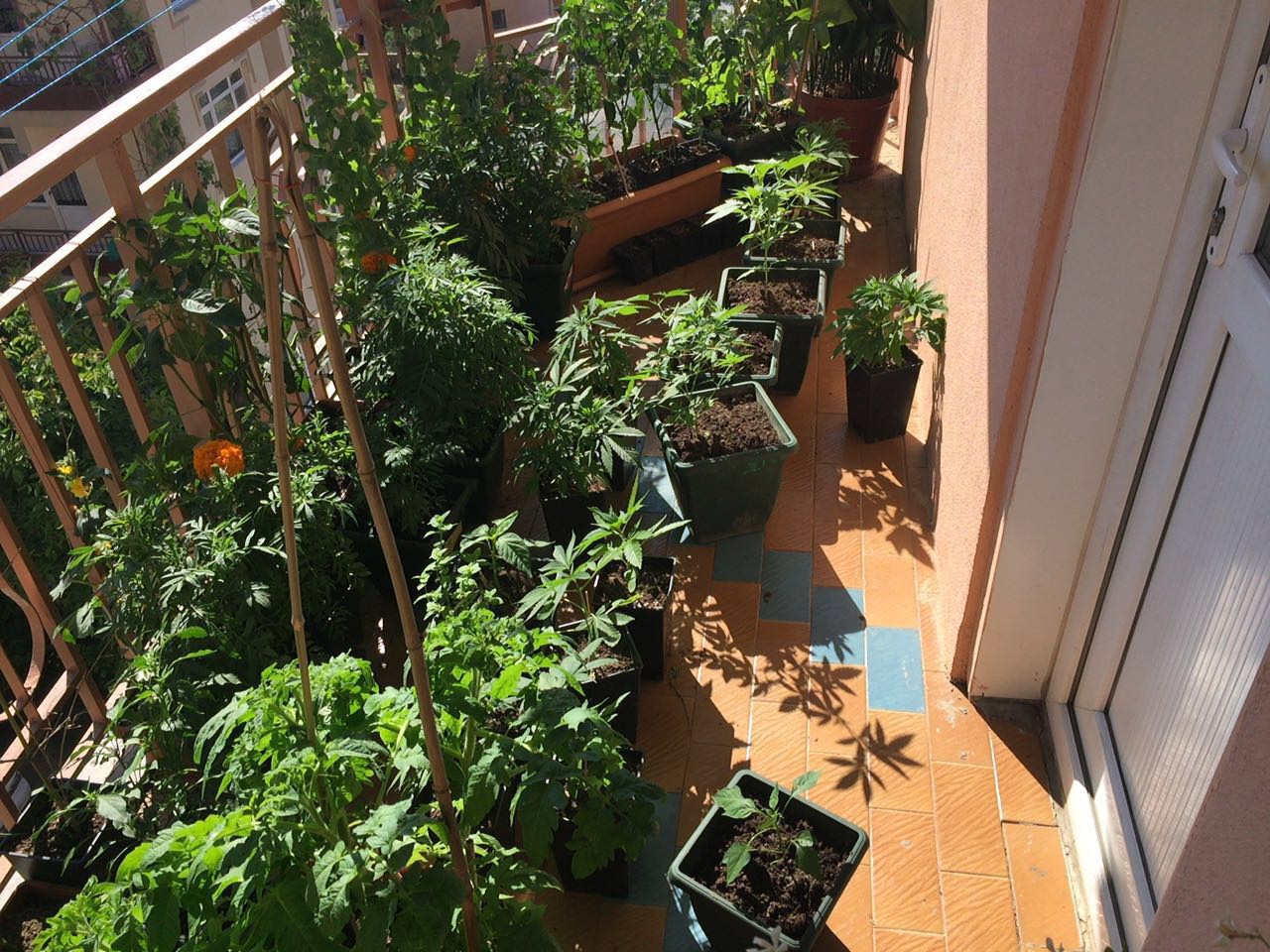 Sarıyer'deki lüks daireyi uyuşturucu serasına çevirmişler