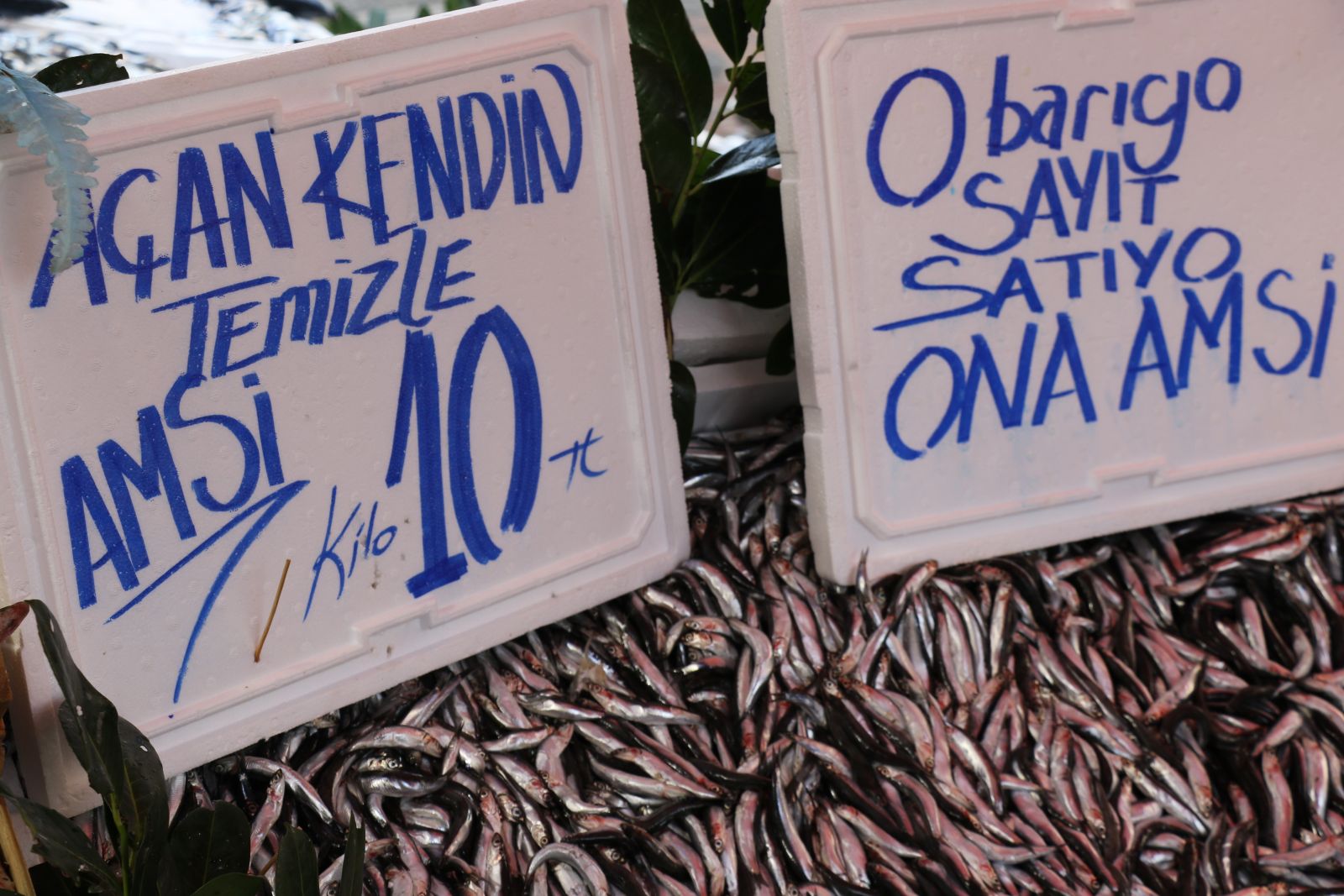 ‘Denizlerin kuru fasulyesi’ hamsi 10 TL’ye düştü