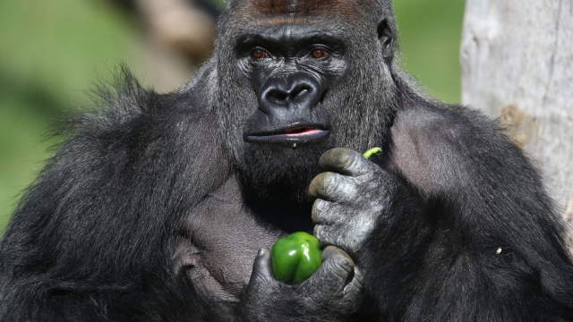 Trump ve Clinton'ı istemeyen seçmenler Harambe'ye oy verdi