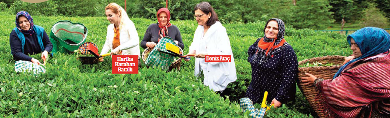 Çayda kimyasal azalırken verim yüzde 55 arttı