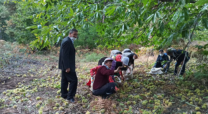Hasat başladı! 150 bin ağaçtan 1500 ton üretim bekleniyor