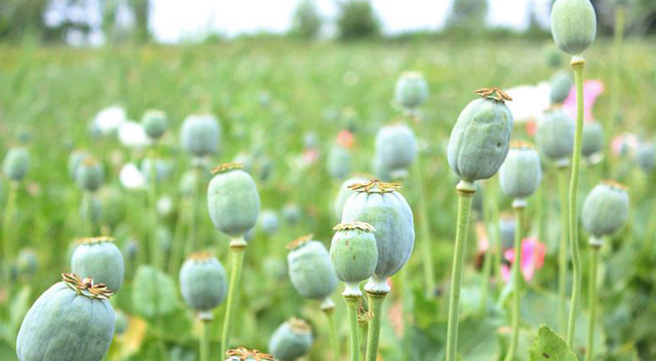 Dünyanın bir numarasıydı! Afganistan haşhaş ekimini tamamen yasakladı