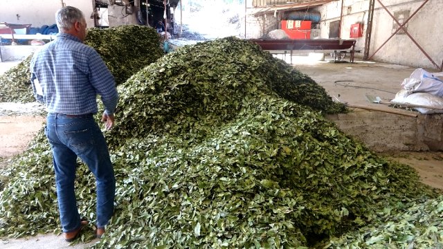 Hatay'dan dünyaya gidiyor! Almak için sıraya girdiler