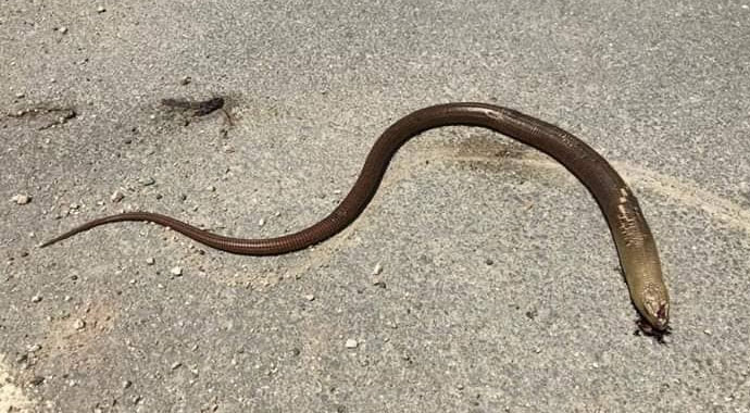 Uzmanlar uyardı: 'Yılan sanıp öldürmeyin'