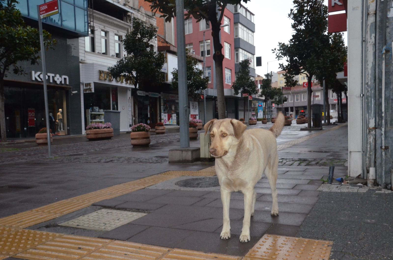 Meydanlar sokak hayvanlarına kaldı