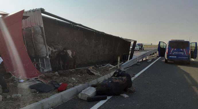 Aksaray'da hayvan yüklü tır devrildi: 2 yaralı