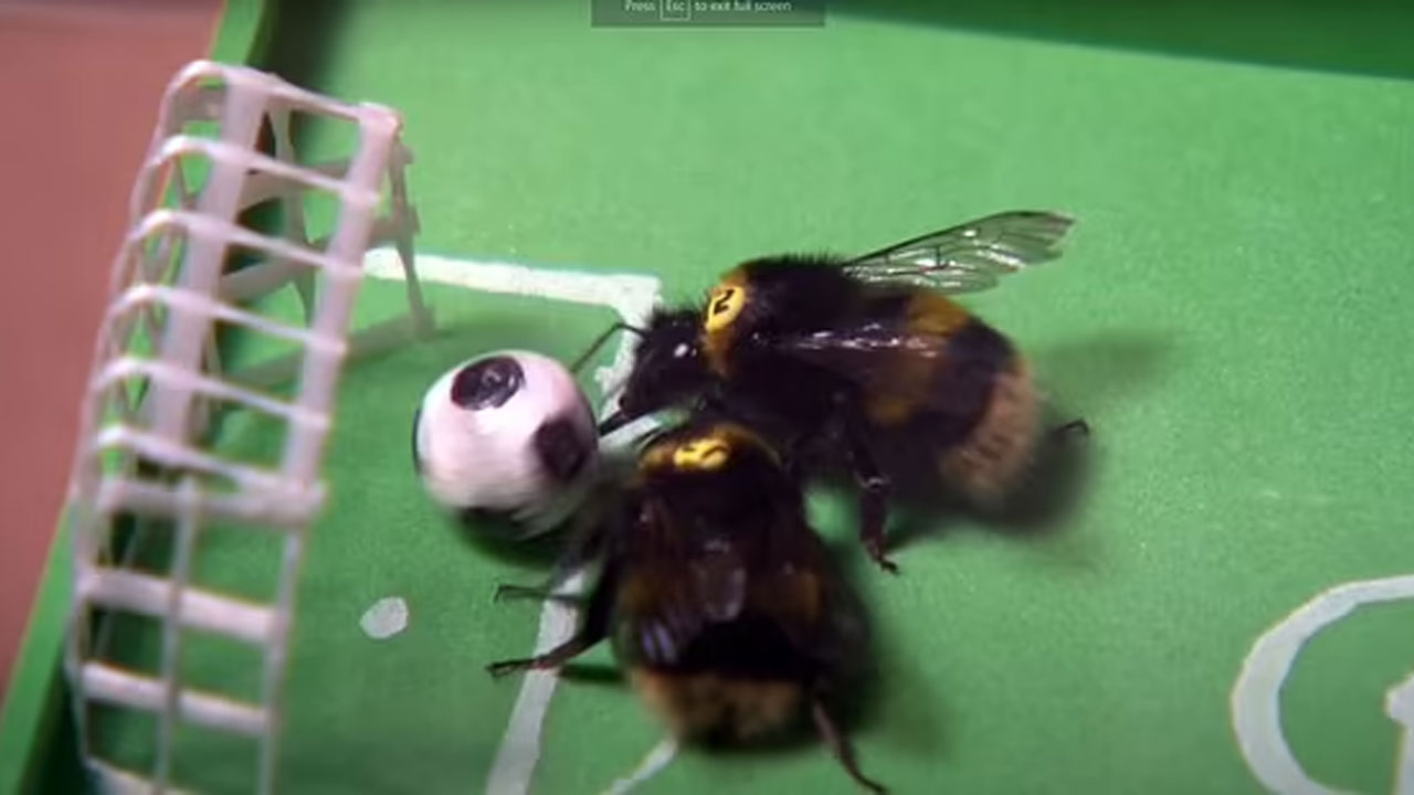 Barack Obama’yı tanıyan koyun  kanseri koklayan karıncalar… ‘Bilim hayvanları’ insanlığın hizmetinde