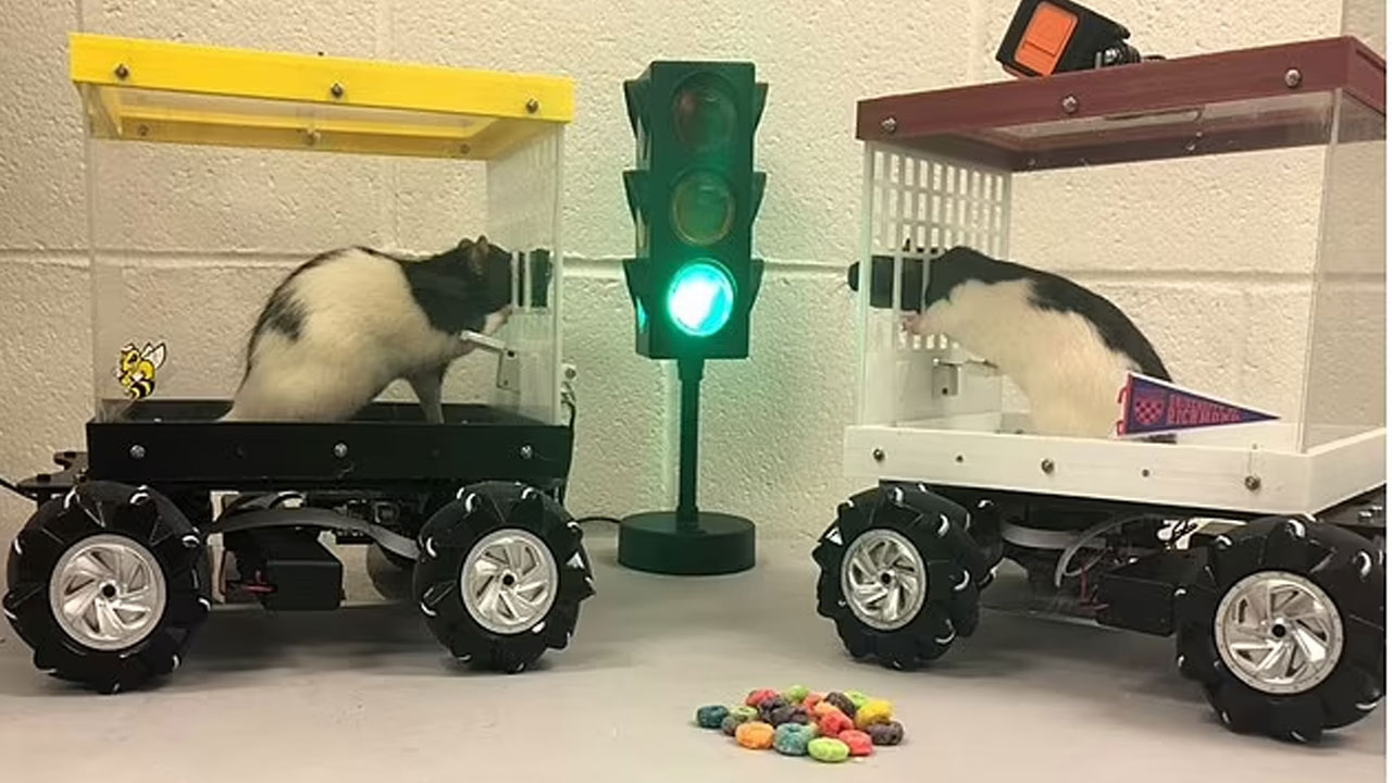 Barack Obama’yı tanıyan koyun  kanseri koklayan karıncalar… ‘Bilim hayvanları’ insanlığın hizmetinde