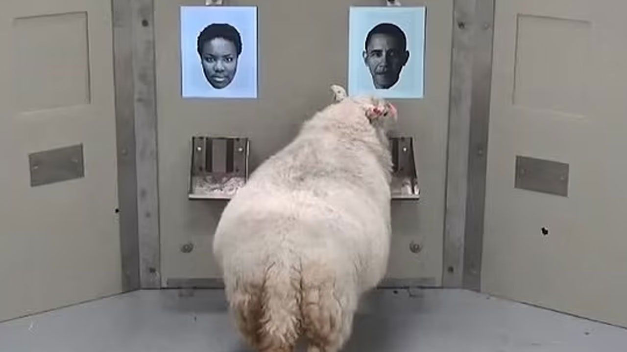 Barack Obama’yı tanıyan koyun  kanseri koklayan karıncalar… ‘Bilim hayvanları’ insanlığın hizmetinde