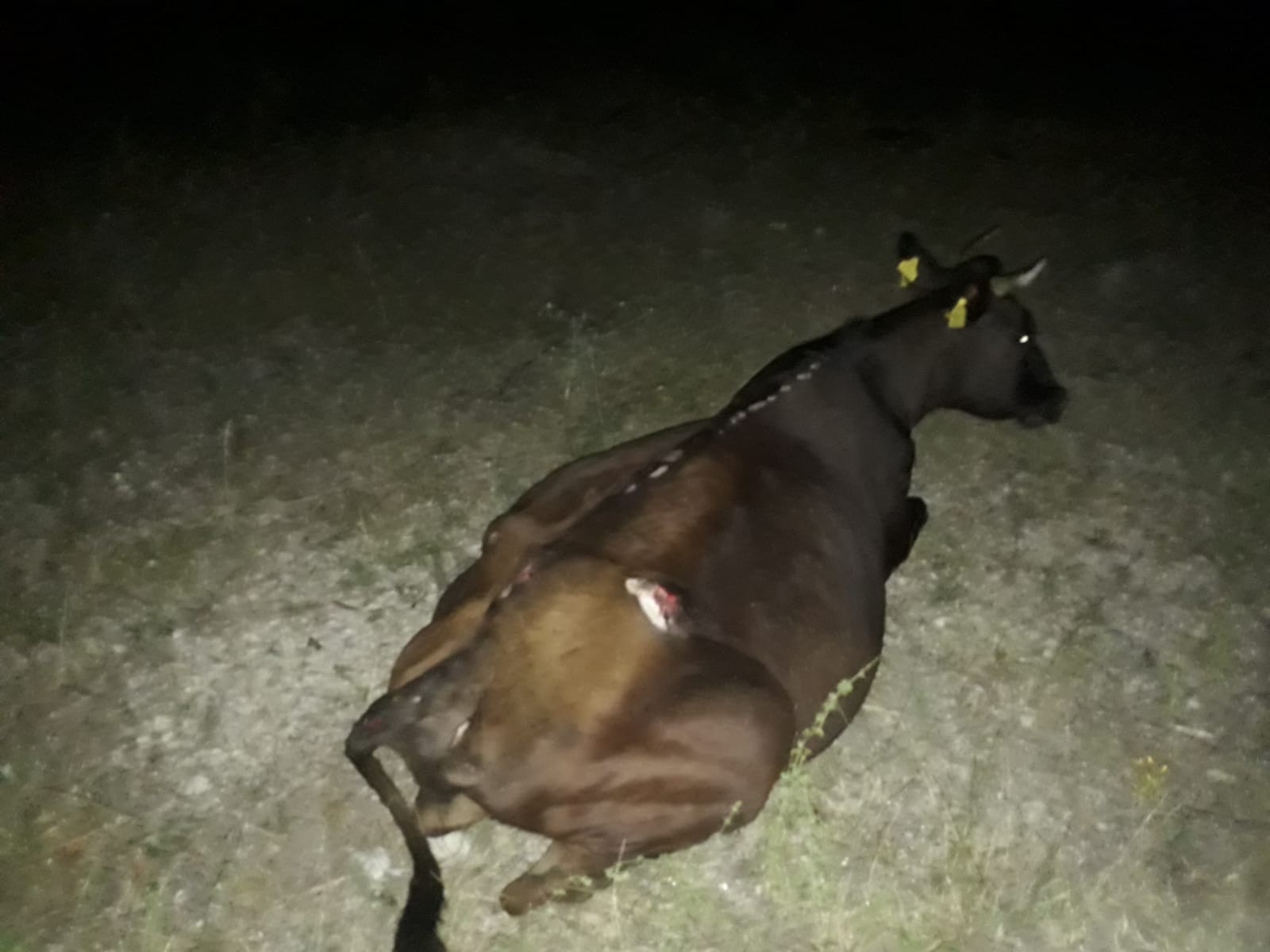 Büyükbaş hayvana çarpan otomobil, kanala düştü