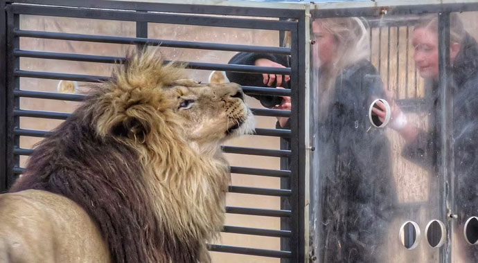 Bu hayvanat bahçesinde hayvanlar değil insanlar kafeste