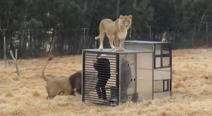 Bu hayvanat bahçesinde hayvanlar değil insanlar kafeste