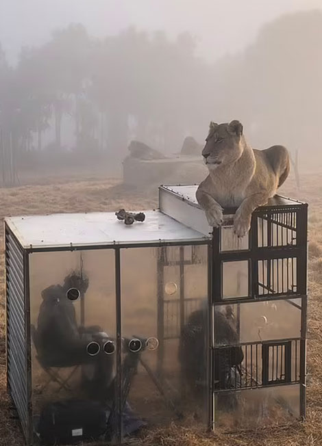 Bu hayvanat bahçesinde hayvanlar değil insanlar kafeste