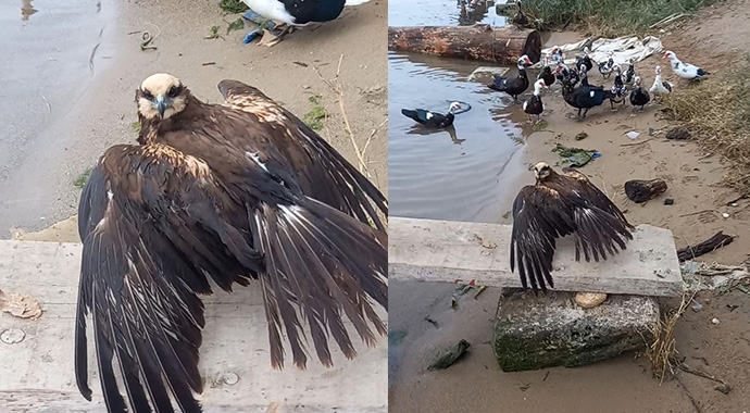 Atmacanın gözünü bantlayıp, ayağını bağladılar