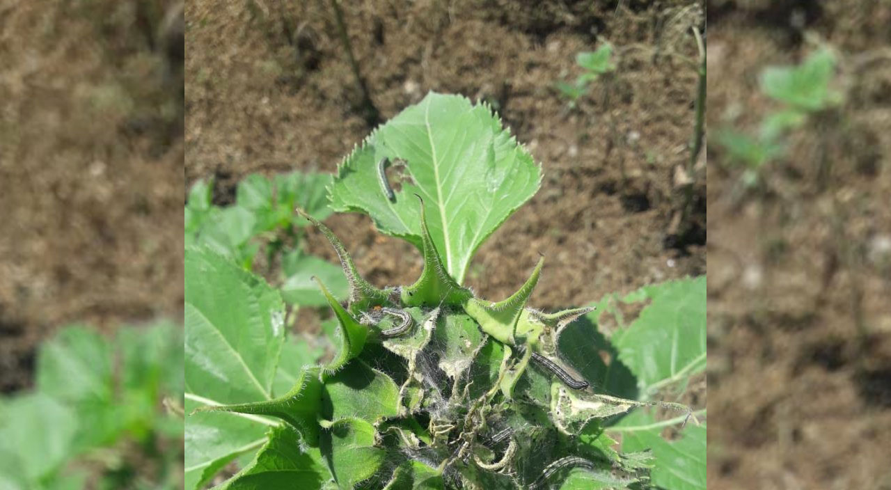 Tarım Bakanlığı düğmeye bastı! 