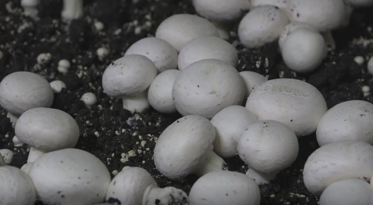 Mantar çiftliği kuran ev hanımı hasat başı 10 bin TL kazanıyor