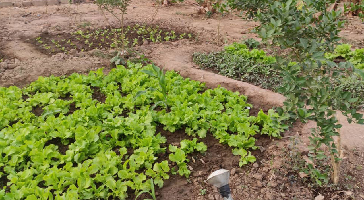 Afrika'daki kurak alanlar yemyeşil bahçe oldu