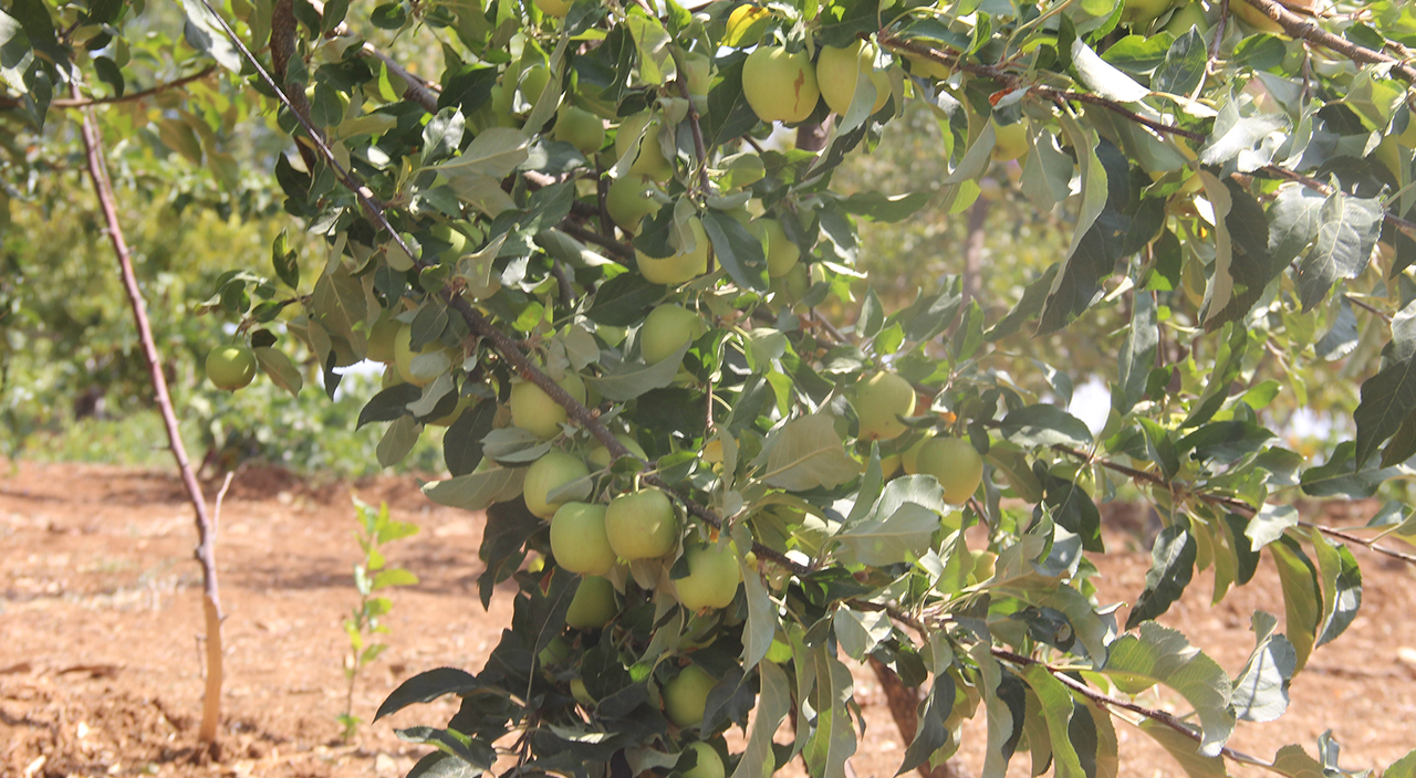 Merak edip dereden getirdi... Şimdi 5 ton hasat yapıyor