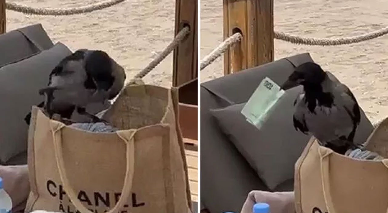 Şaşkınlık veren olay: Karga çantadan para çaldı