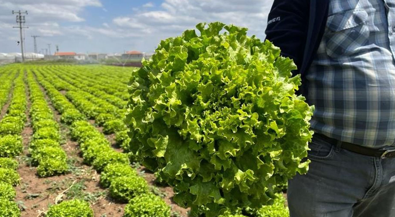 Çiftçi de üretici de şikayetçi: Tarlada 1 markette 8 lira