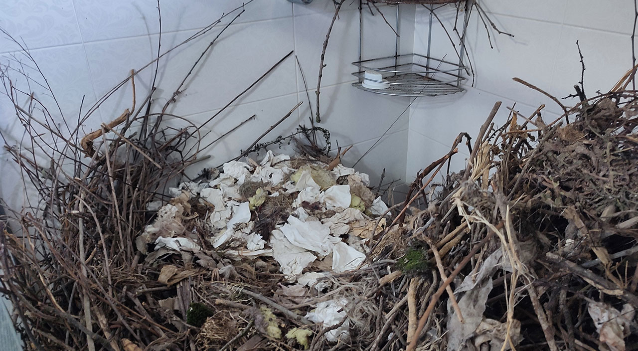 Bunu kargalar yaptı! Sakarya'da şaşkınlık veren olay