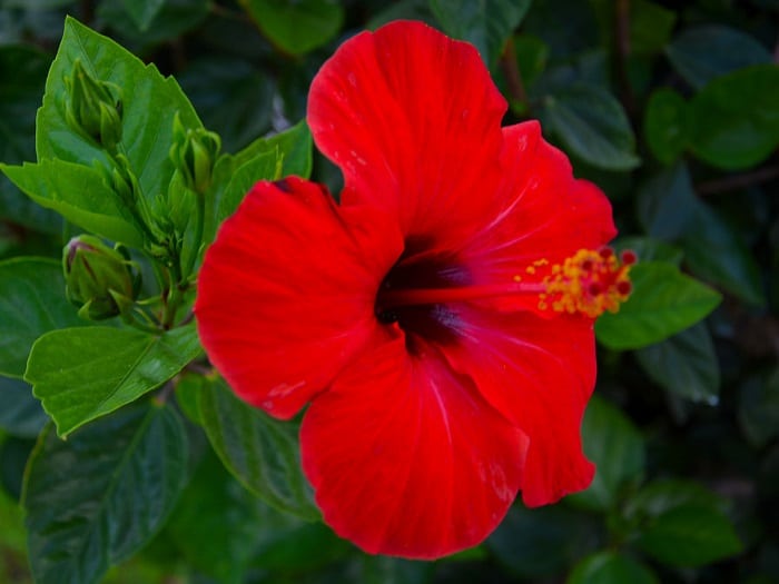 Hibiskus çayı nasıl demlenir? | Hibiskus çayının faydaları? | Hibiskus çayı nedir?
