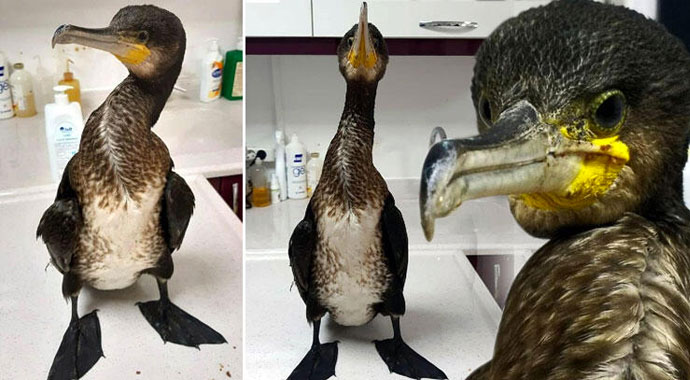 İzmir'de şaşkına çeviren olay! Helikopterler denizden su taşırken almış...